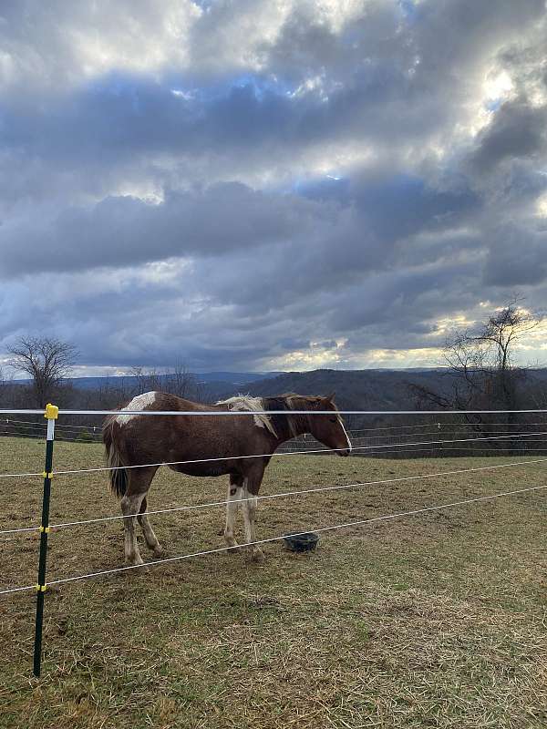 aqha-paint-filly-yearling