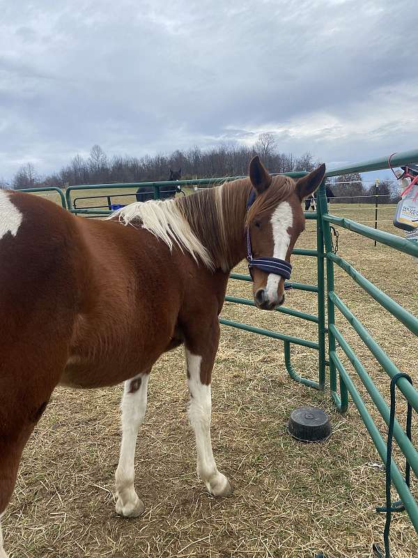 aqha-percheron-filly-yearling