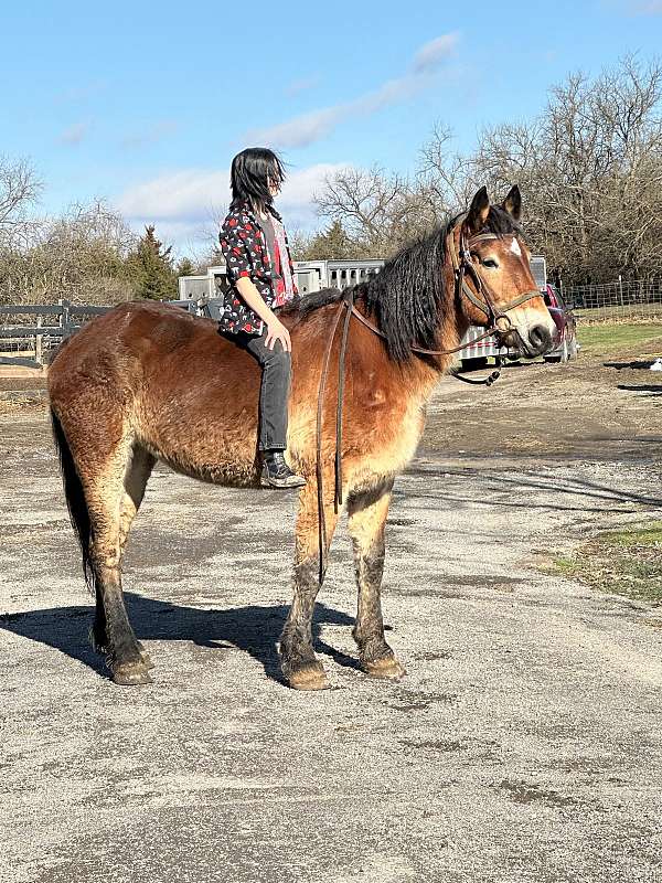 beginner-percheron-horse