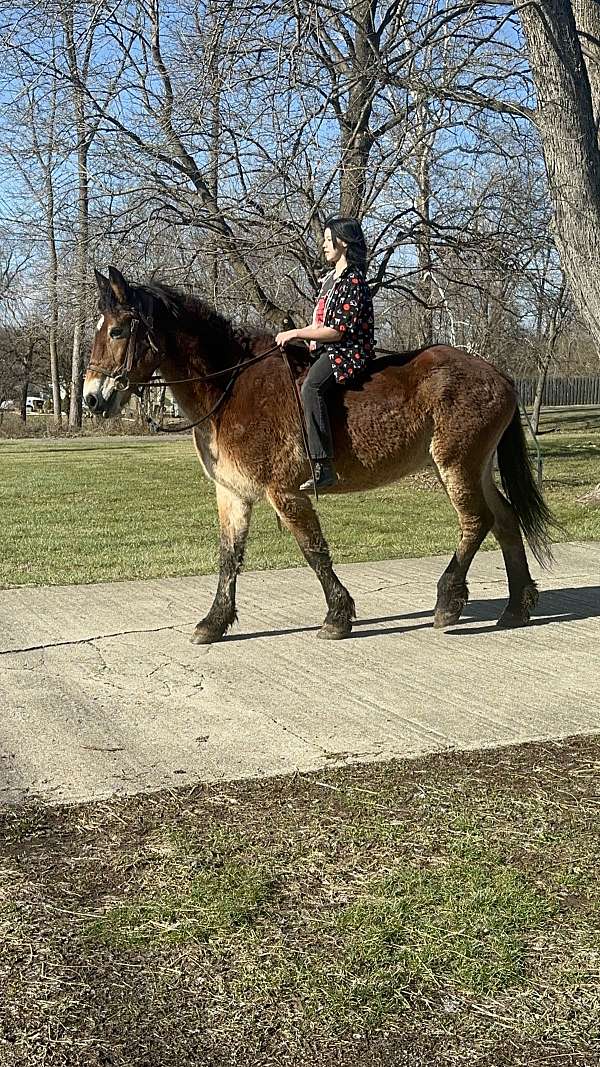 beautiful-bay-percheron-horse