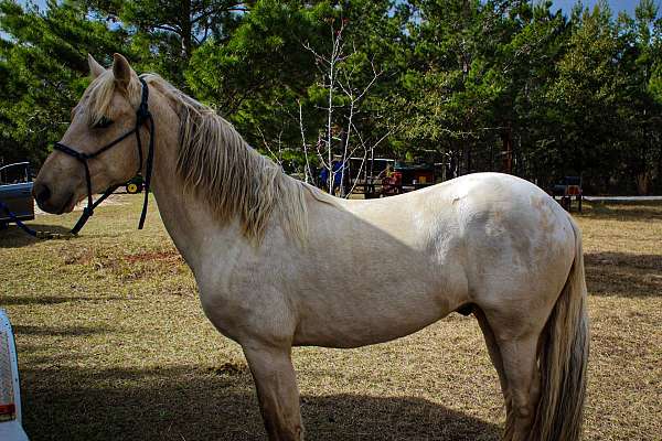 all-around-appaloosa-horse