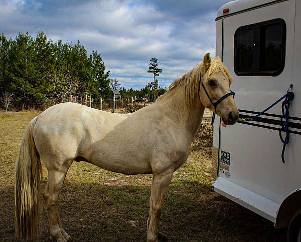 all-around-gelding