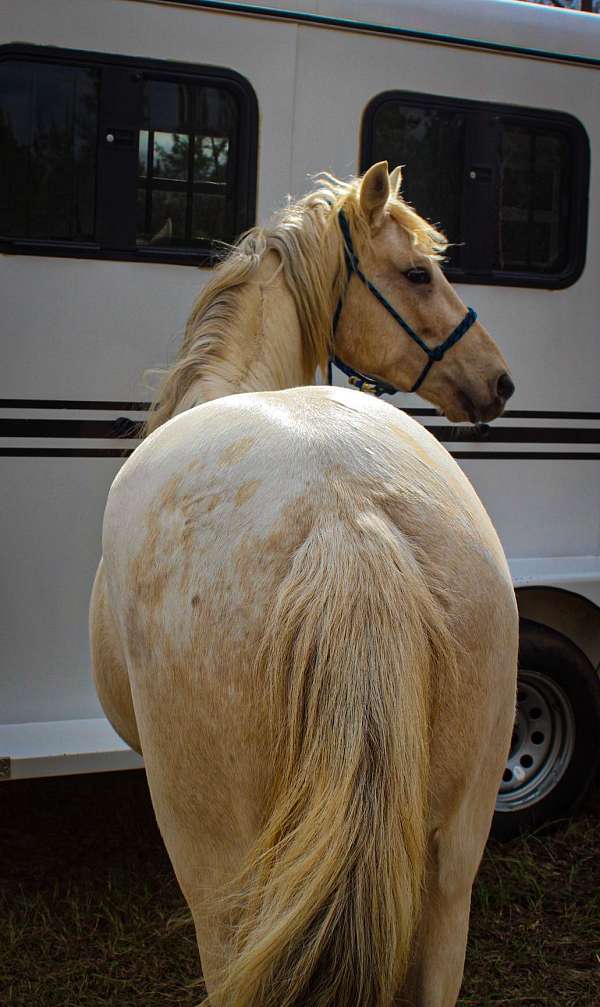 all-around-horse