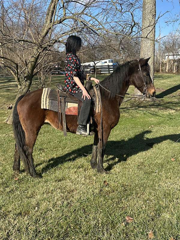 friesian-crossbred-pony