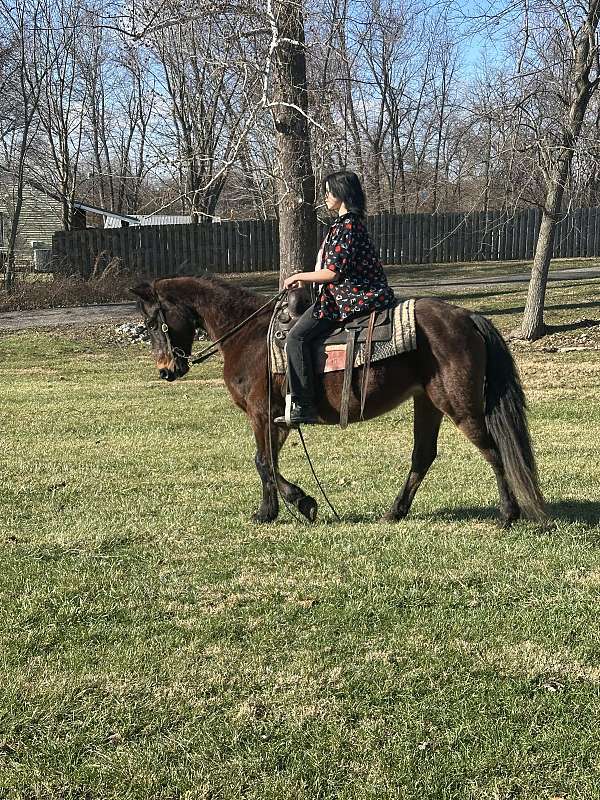 english-crossbred-pony