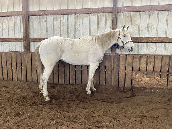 barrel-quarter-horse