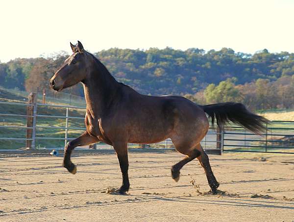 dressage-friesian-horse