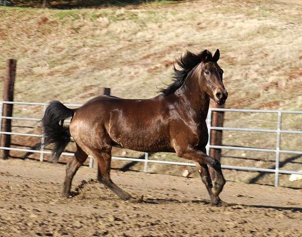 driving-friesian-horse