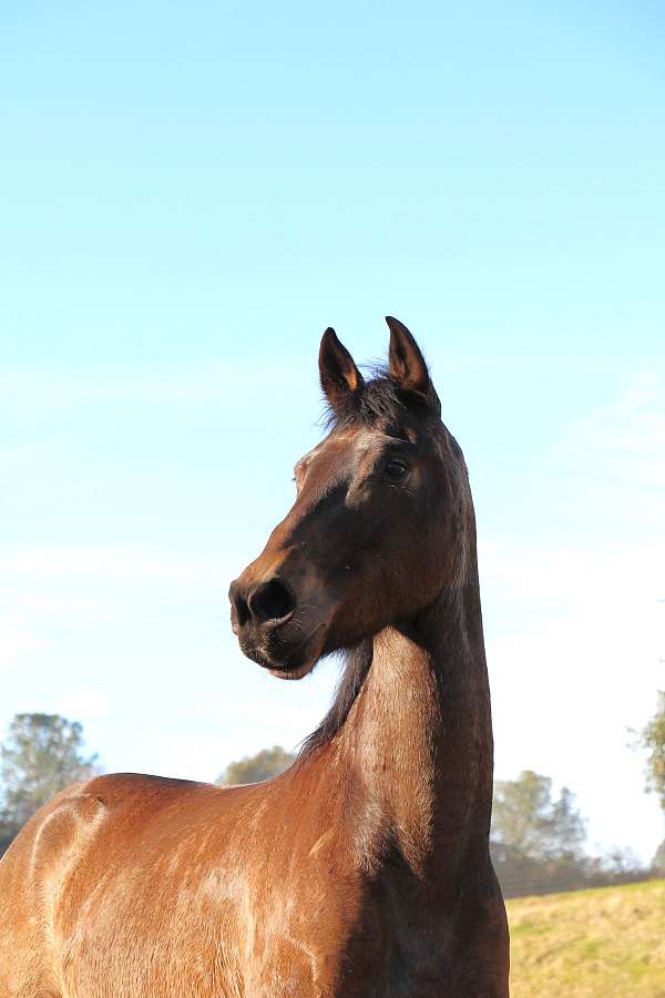 horsemanship-friesian-horse