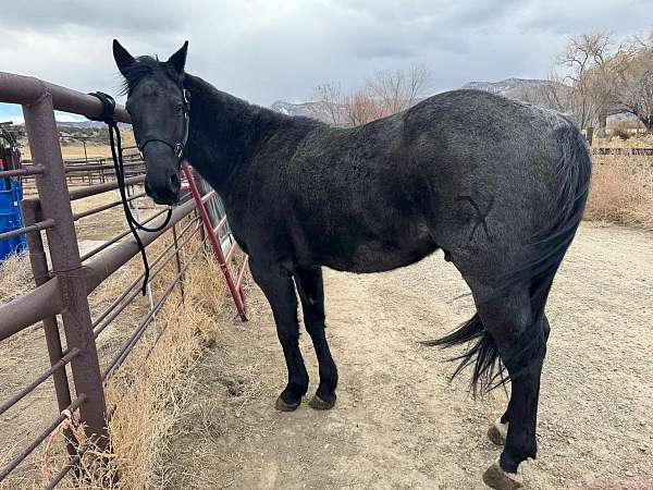 beginner-safe-quarter-horse