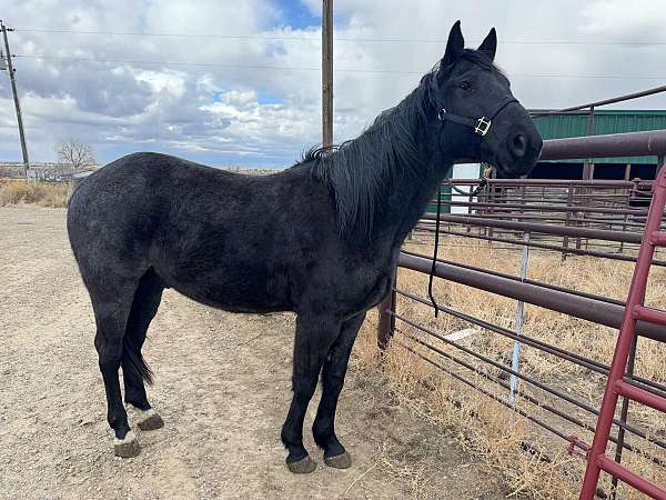 ranch-work-quarter-horse