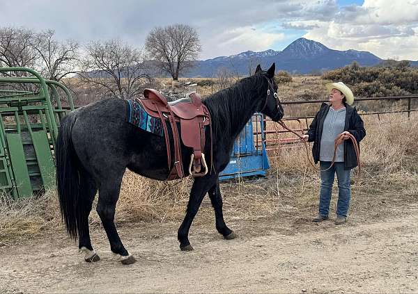 trail-quarter-horse