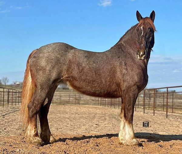 ranch-work-quarter-horse