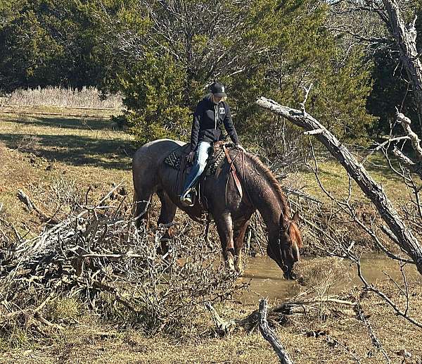 all-around-quarter-horse