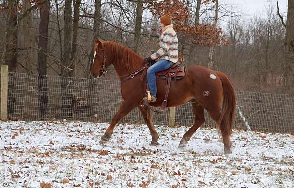 16-hand-quarab-horse