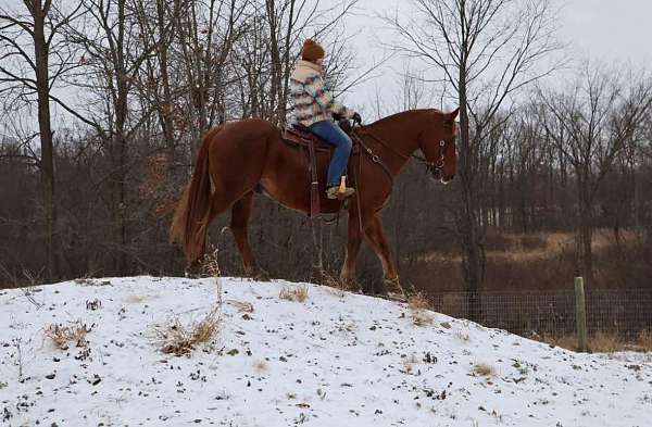 beginner-safe-quarab-horse