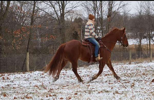 ranch-work-quarab-horse