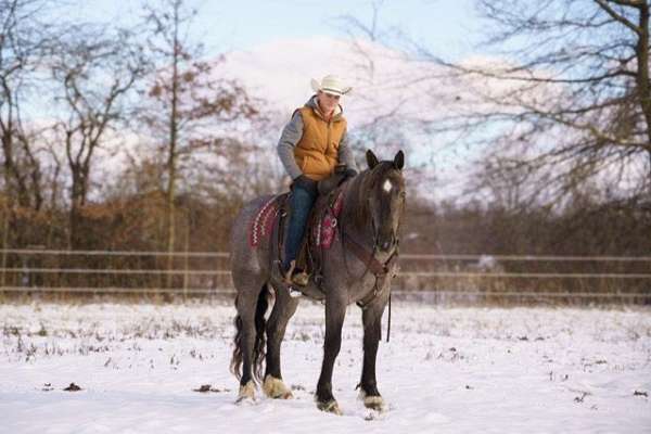 chestnut-blaze-horse