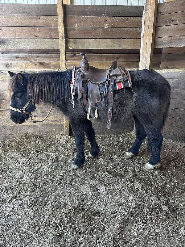 trail-pony