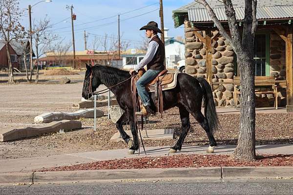 black-none-horse