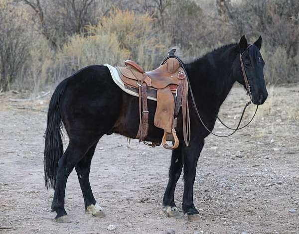 all-around-tennessee-walking-horse