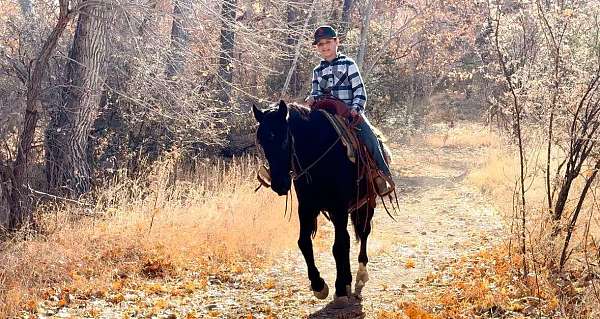 beginner-safe-tennessee-walking-horse