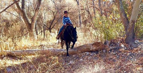 family-horse-tennessee-walking