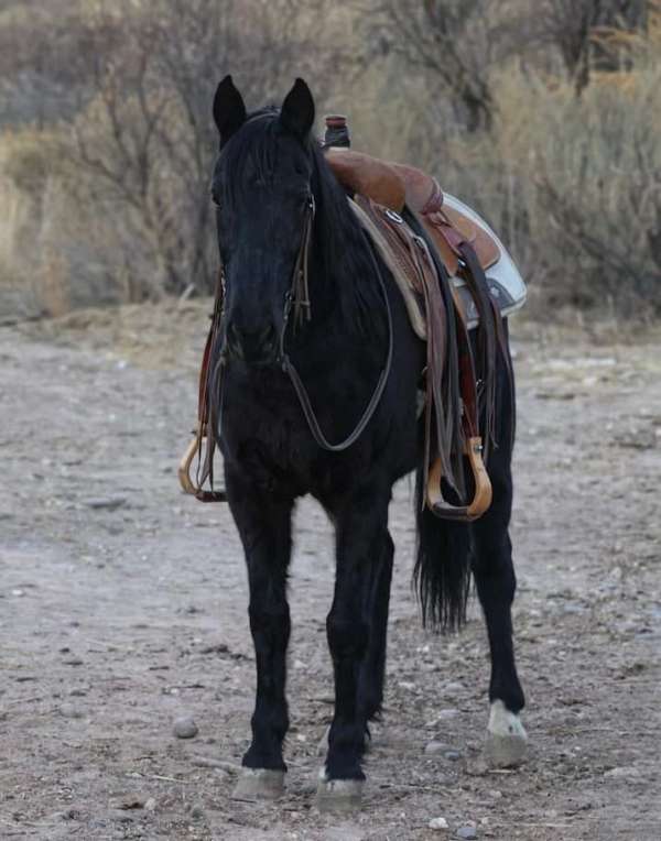 missouri-fox-trotter-tennessee-walking-horse