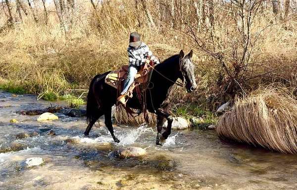 trail-tennessee-walking-horse