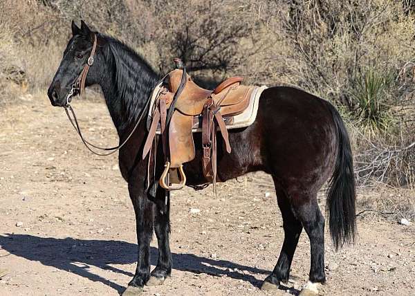 beginner-tennessee-walking-horse