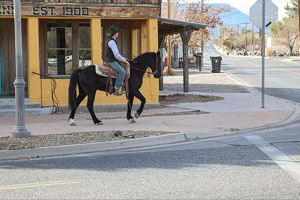 flashy-tennessee-walking-horse