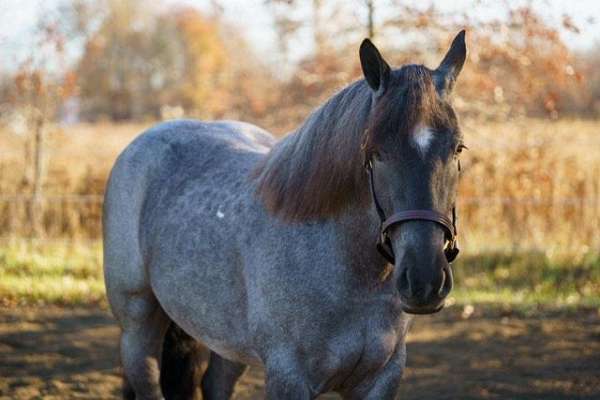 beginner-safe-tennessee-walking-horse