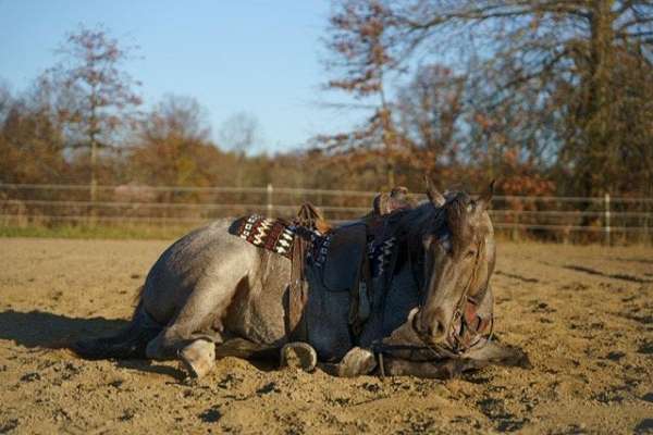 gaited-tennessee-walking-horse