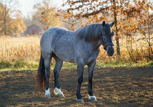 tennessee-walking-horse