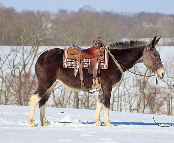 blue-roan-star-horse