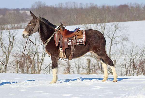 quarter-horse