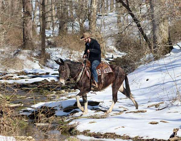 back-quarter-horse