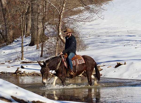 beginner-quarter-horse