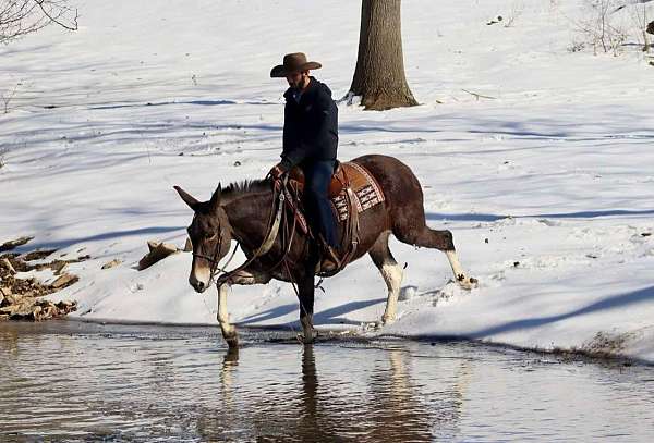 beginner-novice-quarter-horse