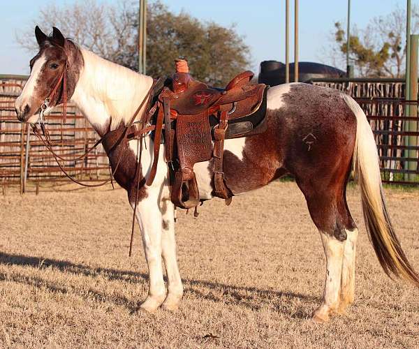 blue-roan-star-horse