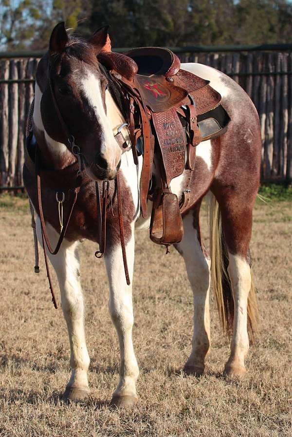 easy-handle-gelding