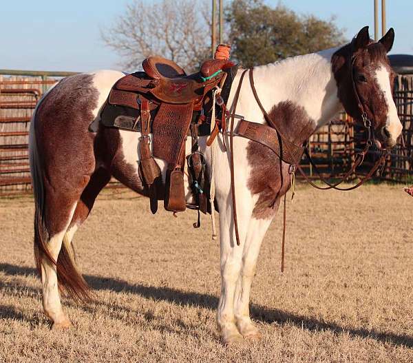 ranch-work-quarter-horse