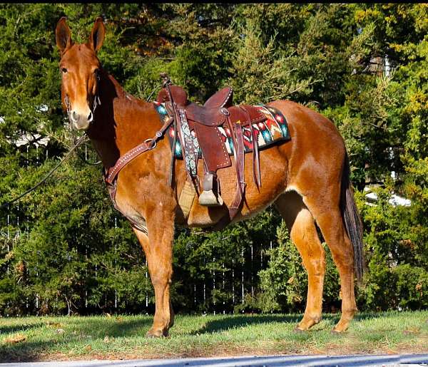 chestnut-none-horse