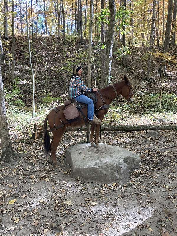 family-horse-quarter