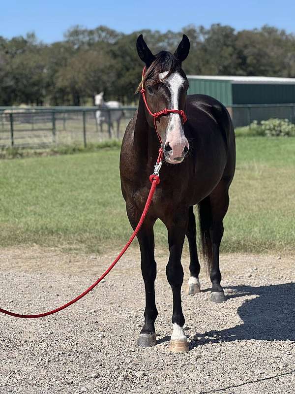 all-around-quarter-horse