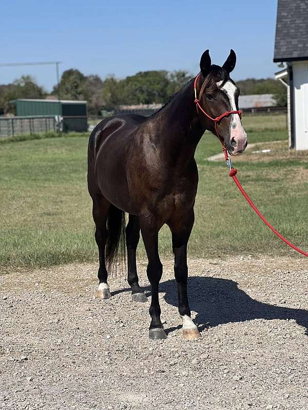 husband-safe-quarter-horse