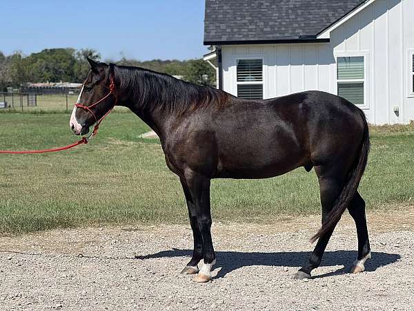 kid-safe-quarter-horse