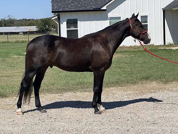 ranch-quarter-horse