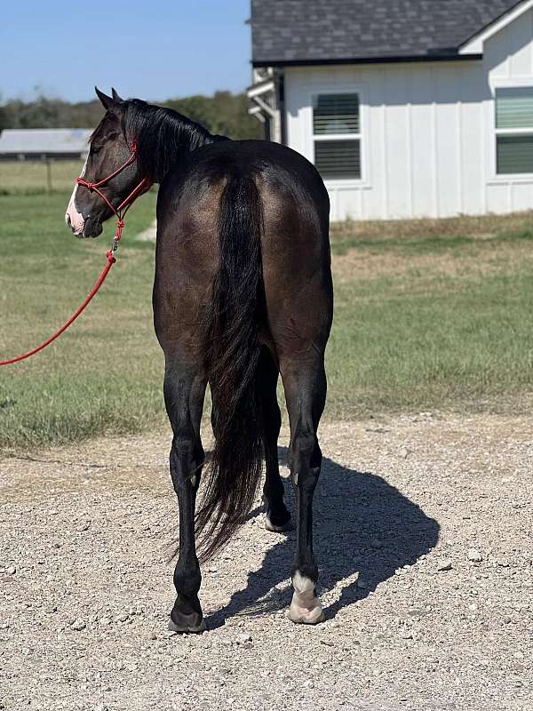 ranch-versatility-quarter-horse