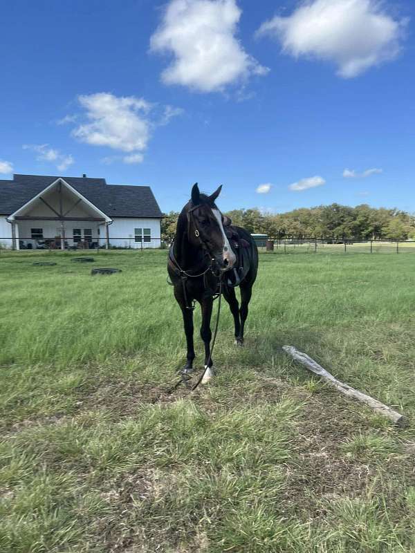 ranch-work-quarter-horse